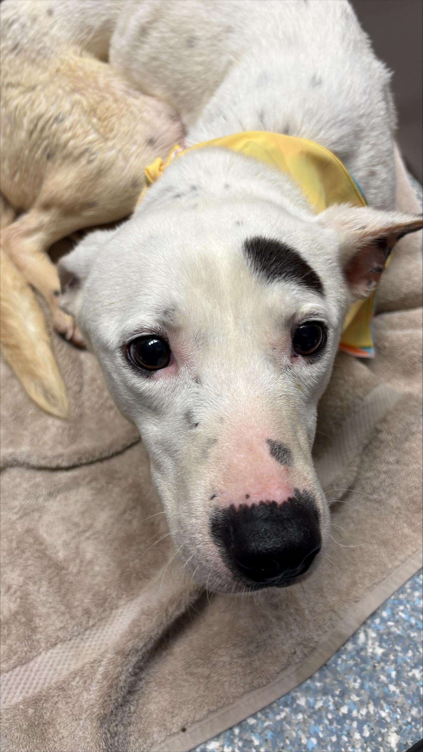 Enlarge Snow, a ADOPTABLE mixed breed in Allen, TX image 2/5