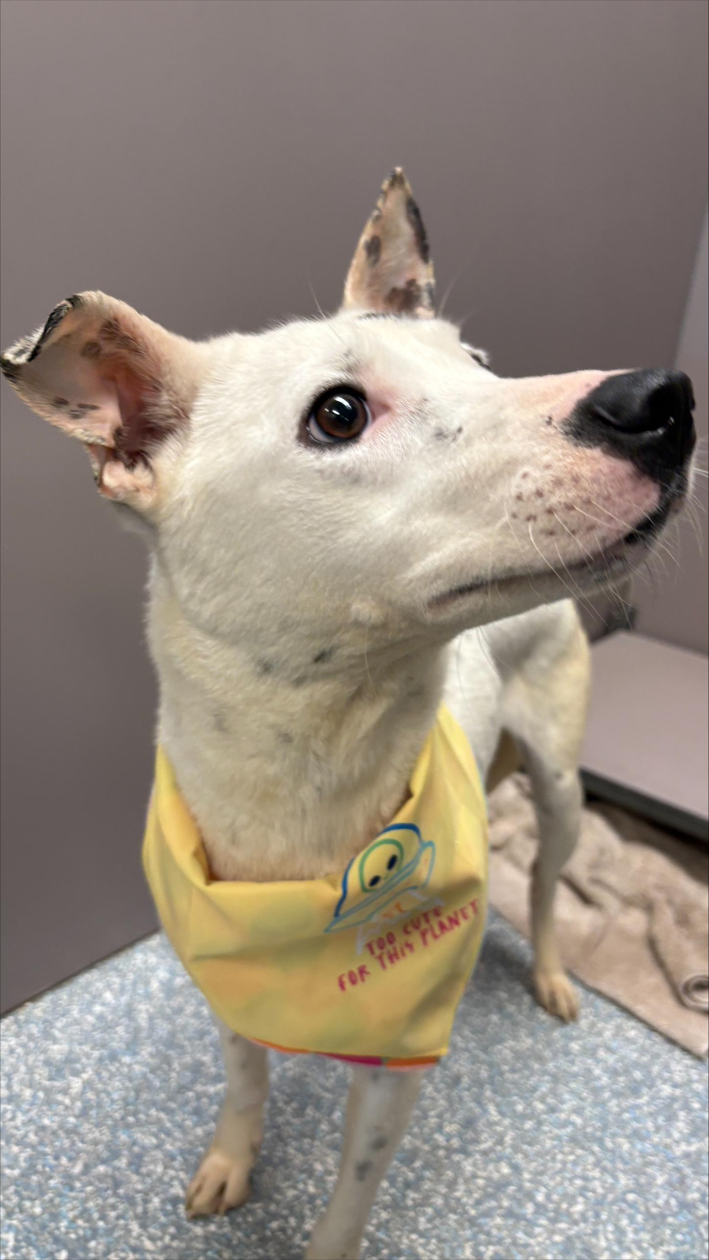 Enlarge Snow, a ADOPTABLE mixed breed in Allen, TX image 5/5