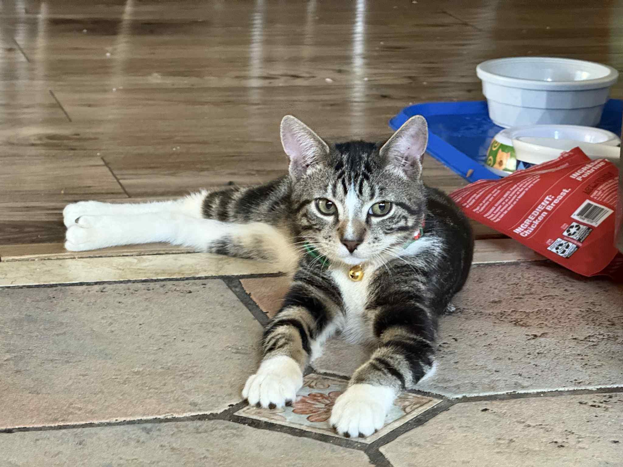 Moose, Adoptable, Young Male American Shorthair.