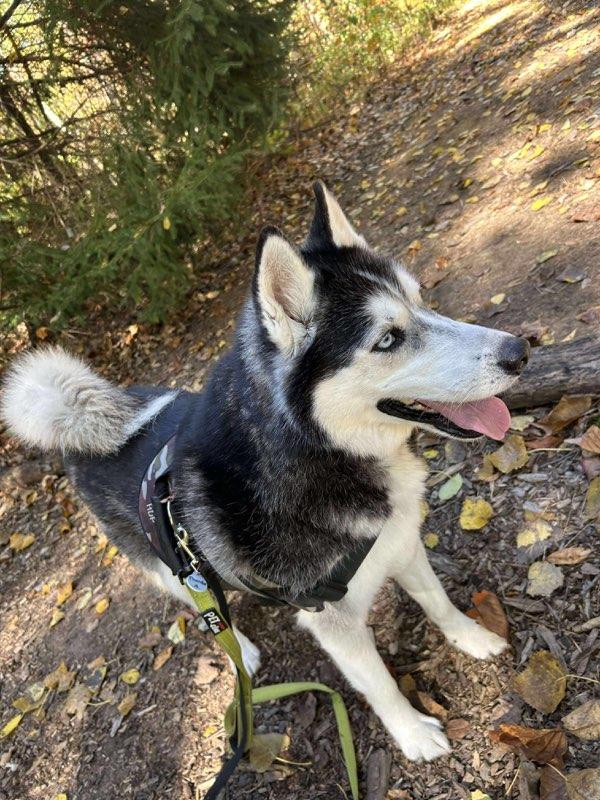 Enlarge Thunder and Blaze, a ADOPTABLE Siberian Husky in Benton Harbor, MI image 5/5