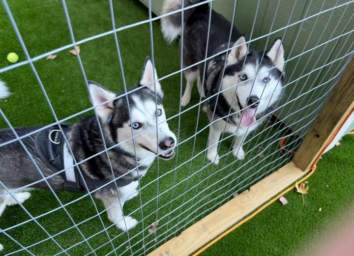 Enlarge Thunder and Blaze, a ADOPTABLE Siberian Husky in Benton Harbor, MI image 2/5