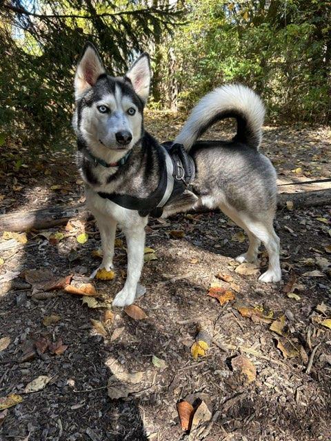 Enlarge Thunder and Blaze, a ADOPTABLE Siberian Husky in Benton Harbor, MI image 4/5