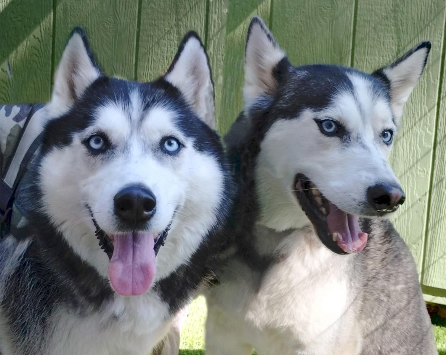 Enlarge Thunder and Blaze, a ADOPTABLE Siberian Husky in Benton Harbor, MI image 1/5