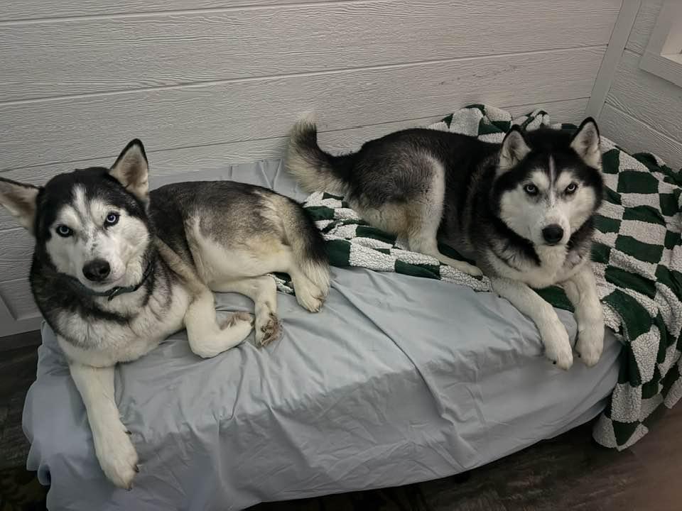 Enlarge Thunder and Blaze, a ADOPTABLE Siberian Husky in Benton Harbor, MI image 3/5