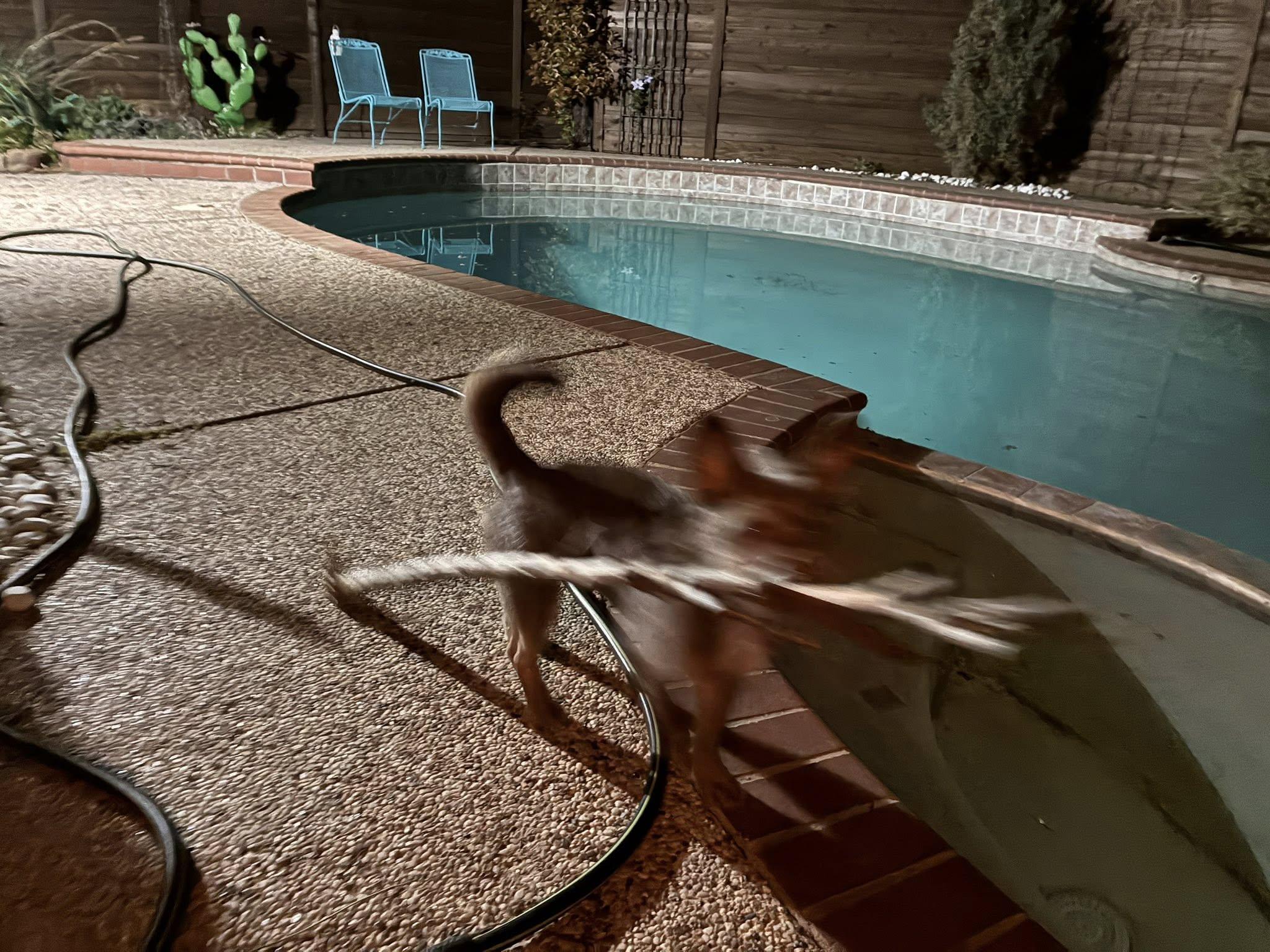 Enlarge Toby, a ADOPTABLE mixed breed in Plano, TX image 5/6