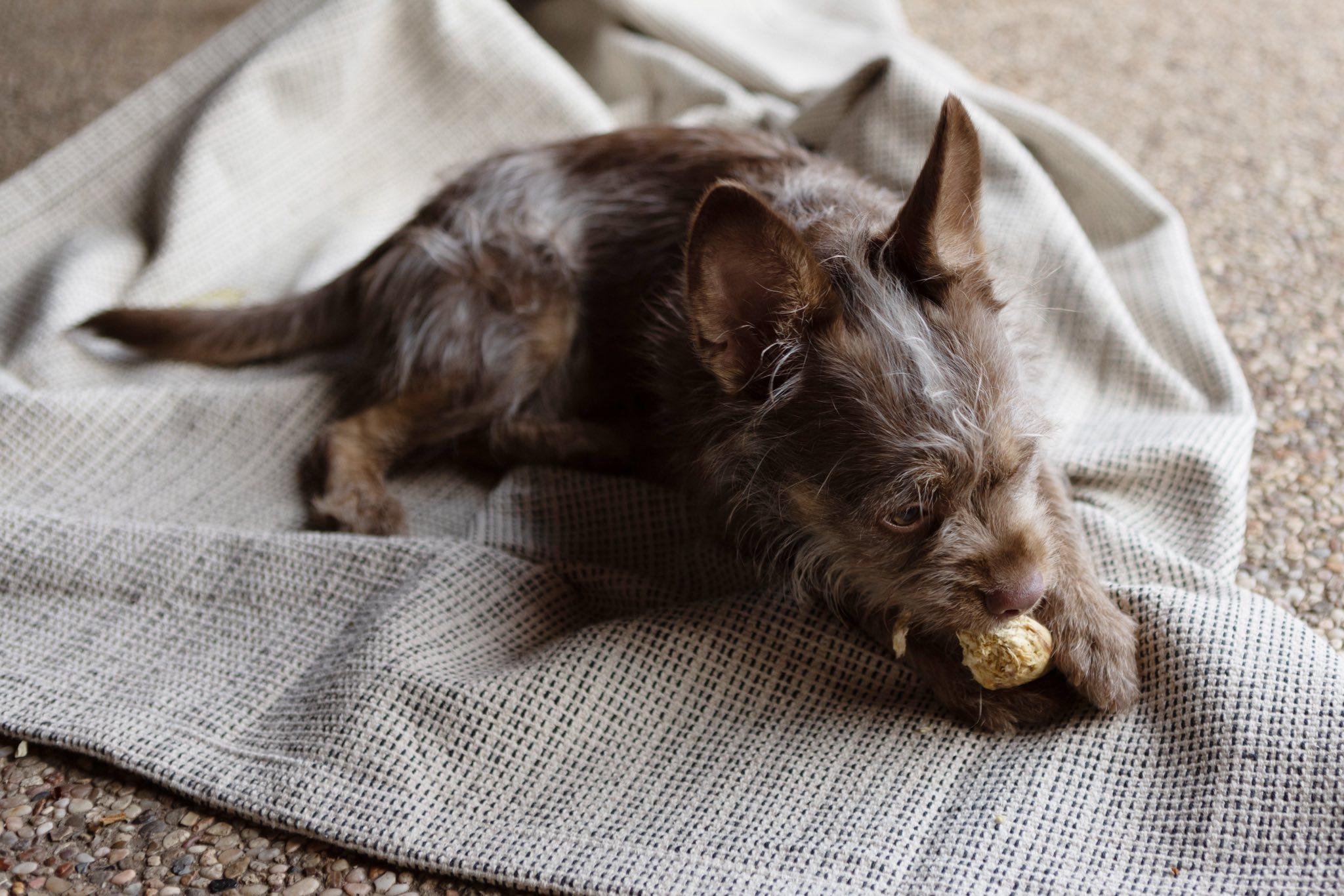 Enlarge Toby, a ADOPTABLE mixed breed in Plano, TX image 2/6