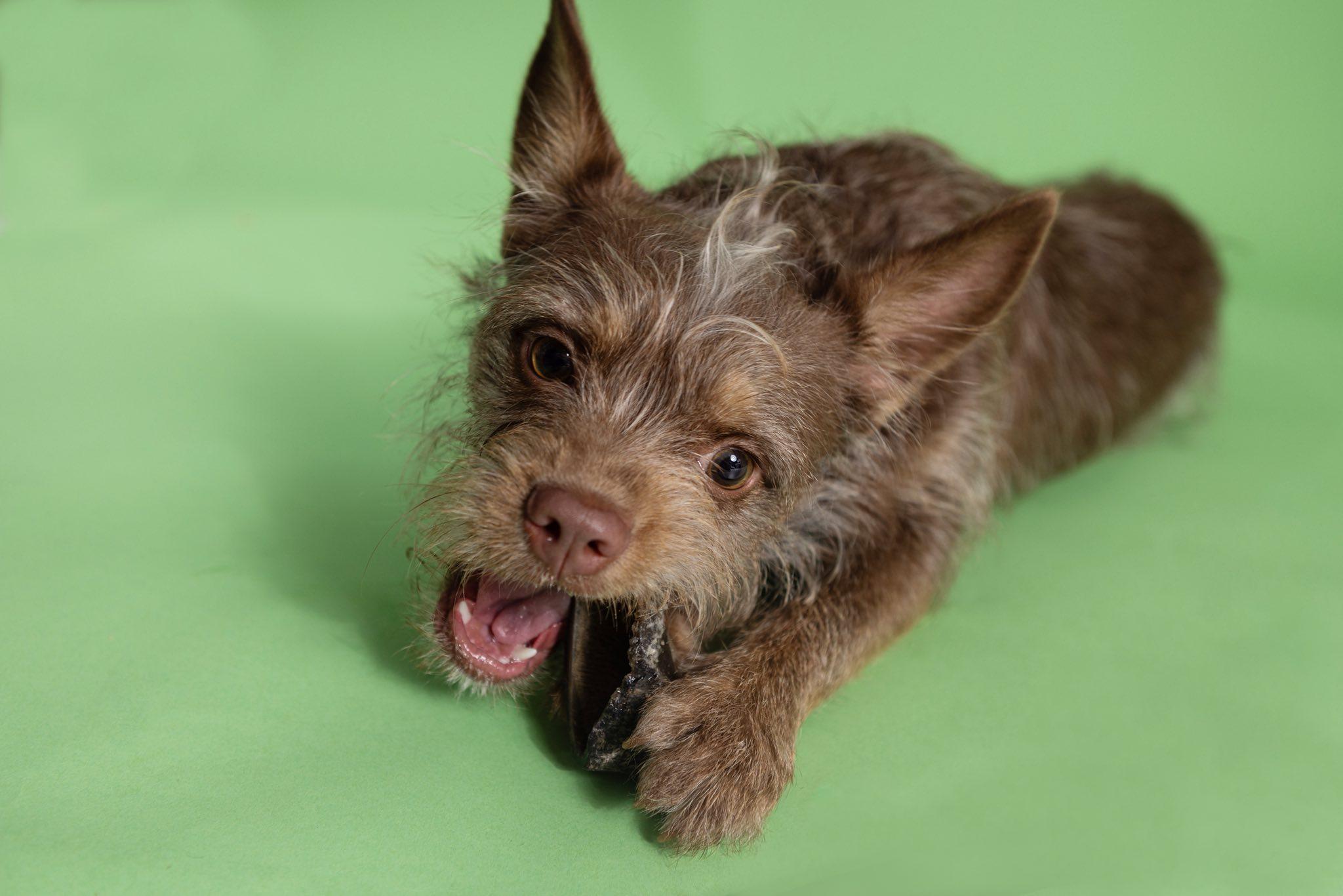 Enlarge Toby, a ADOPTABLE mixed breed in Plano, TX image 1/6