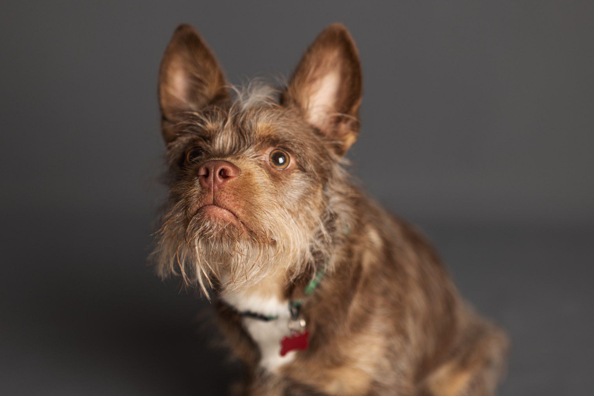 Enlarge Toby, a ADOPTABLE mixed breed in Plano, TX image 4/6