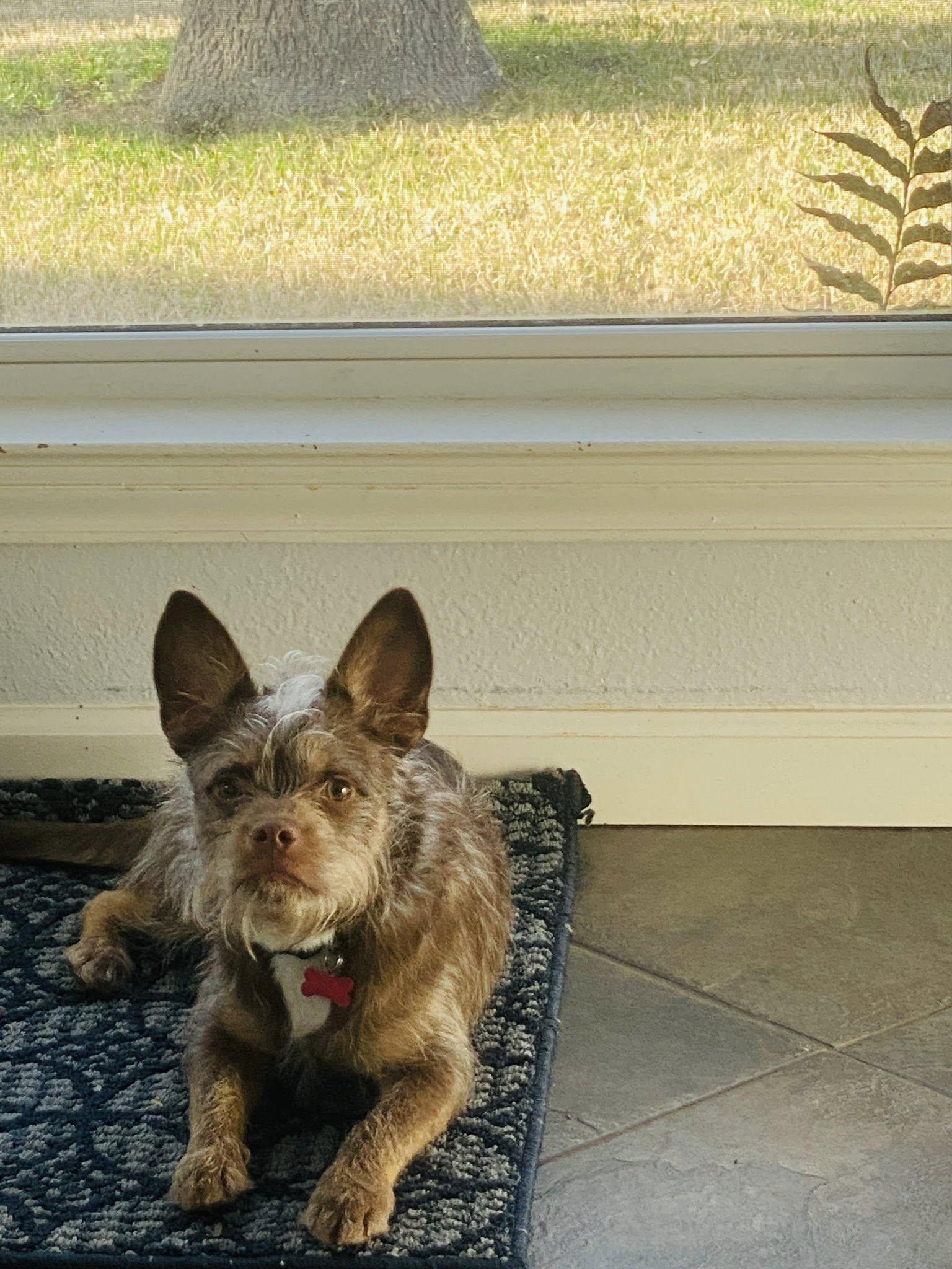 Enlarge Toby, a ADOPTABLE mixed breed in Plano, TX image 6/6