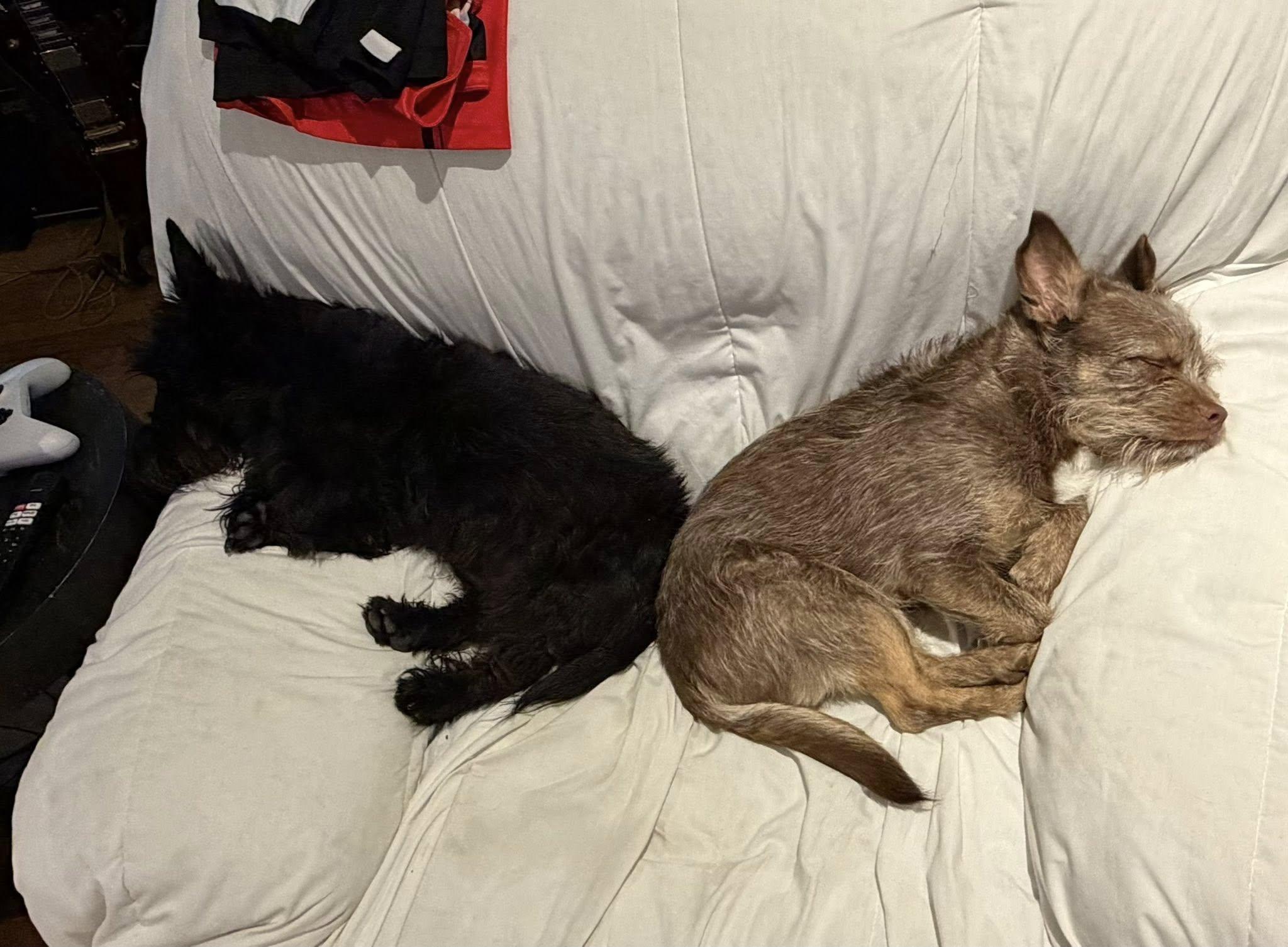 Enlarge Toby, a ADOPTABLE mixed breed in Plano, TX image 3/6