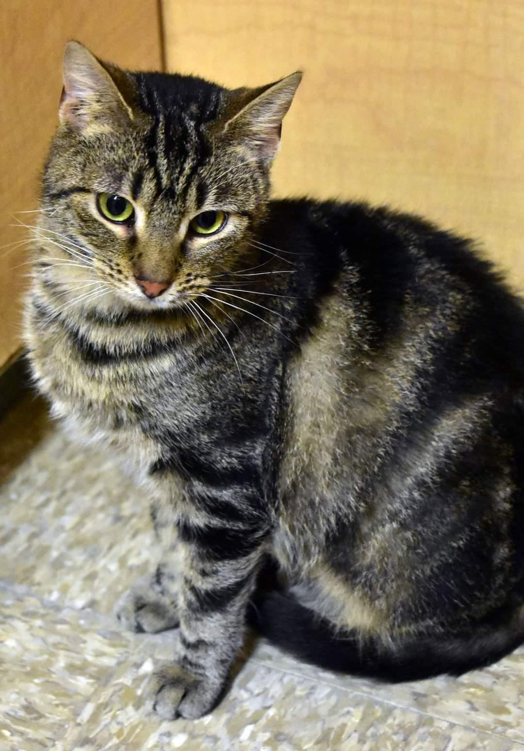 Nadya, Adoptable, Young Female American Shorthair.