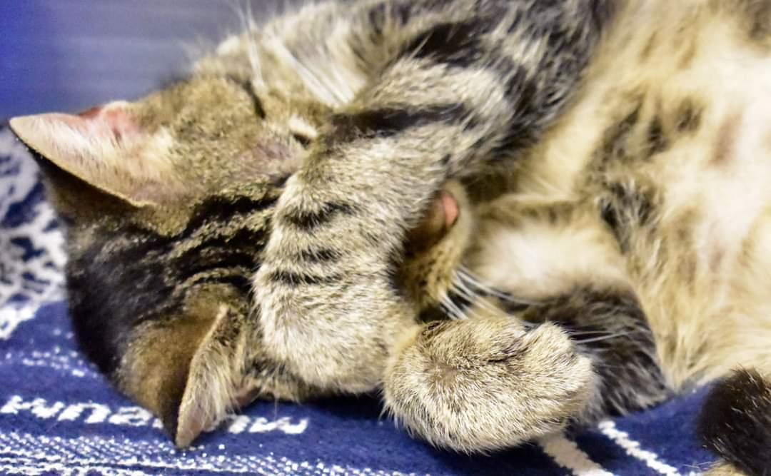 Nadya, Adoptable, Young Female American Shorthair.