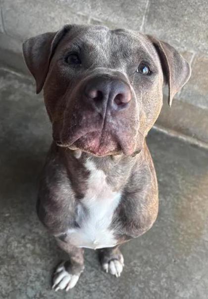 Smokey, ADOPTABLE, Adult Male American Staffordshire Terrier.