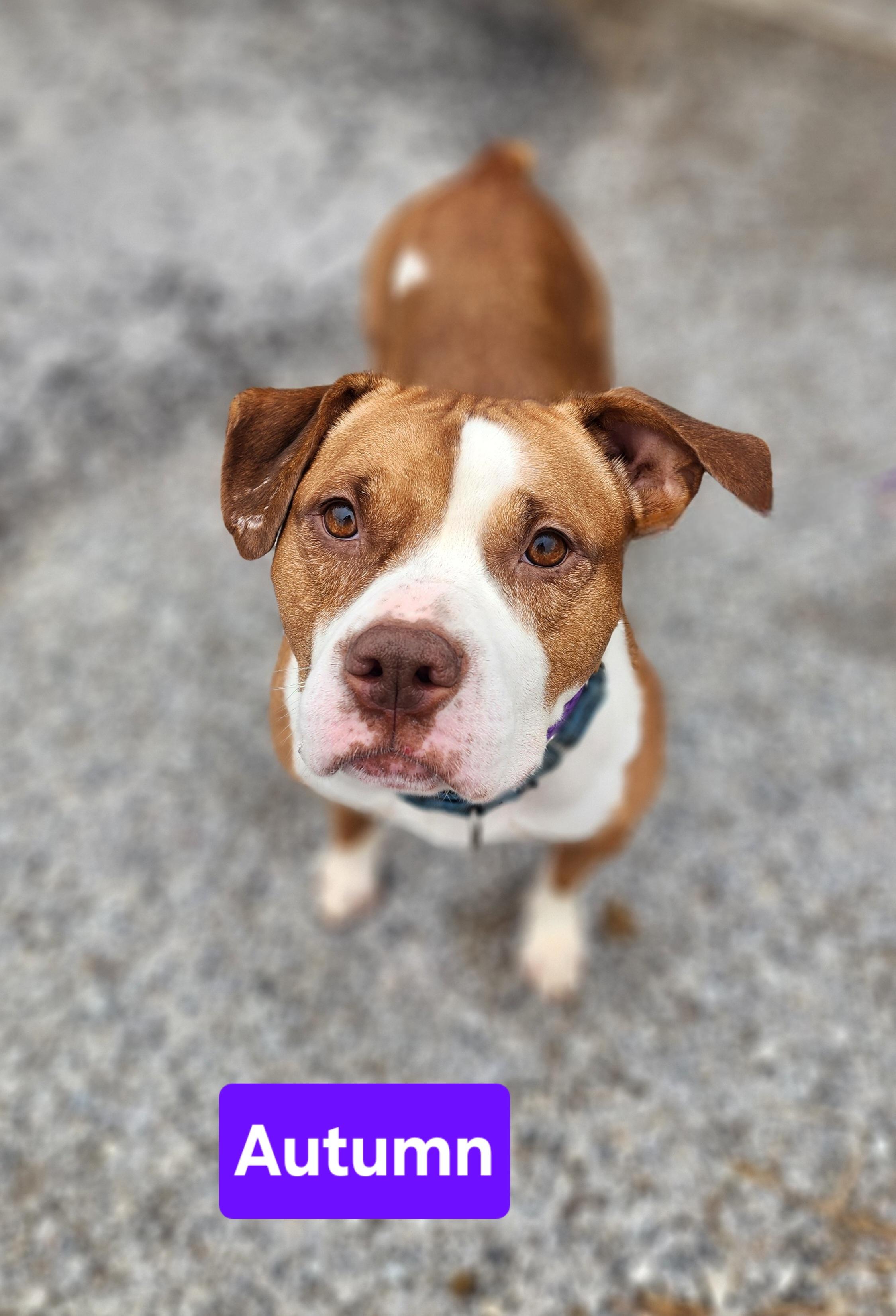 Autumn, a Adoptable mixed breed in Clinton, MO image 2/5