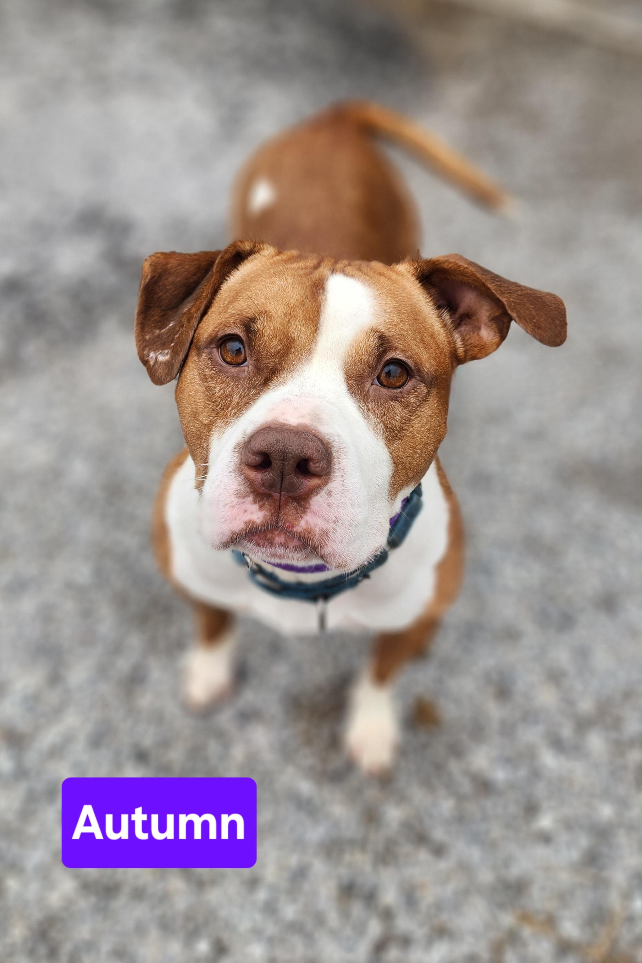 Autumn, a Adoptable mixed breed in Clinton, MO image 5/5