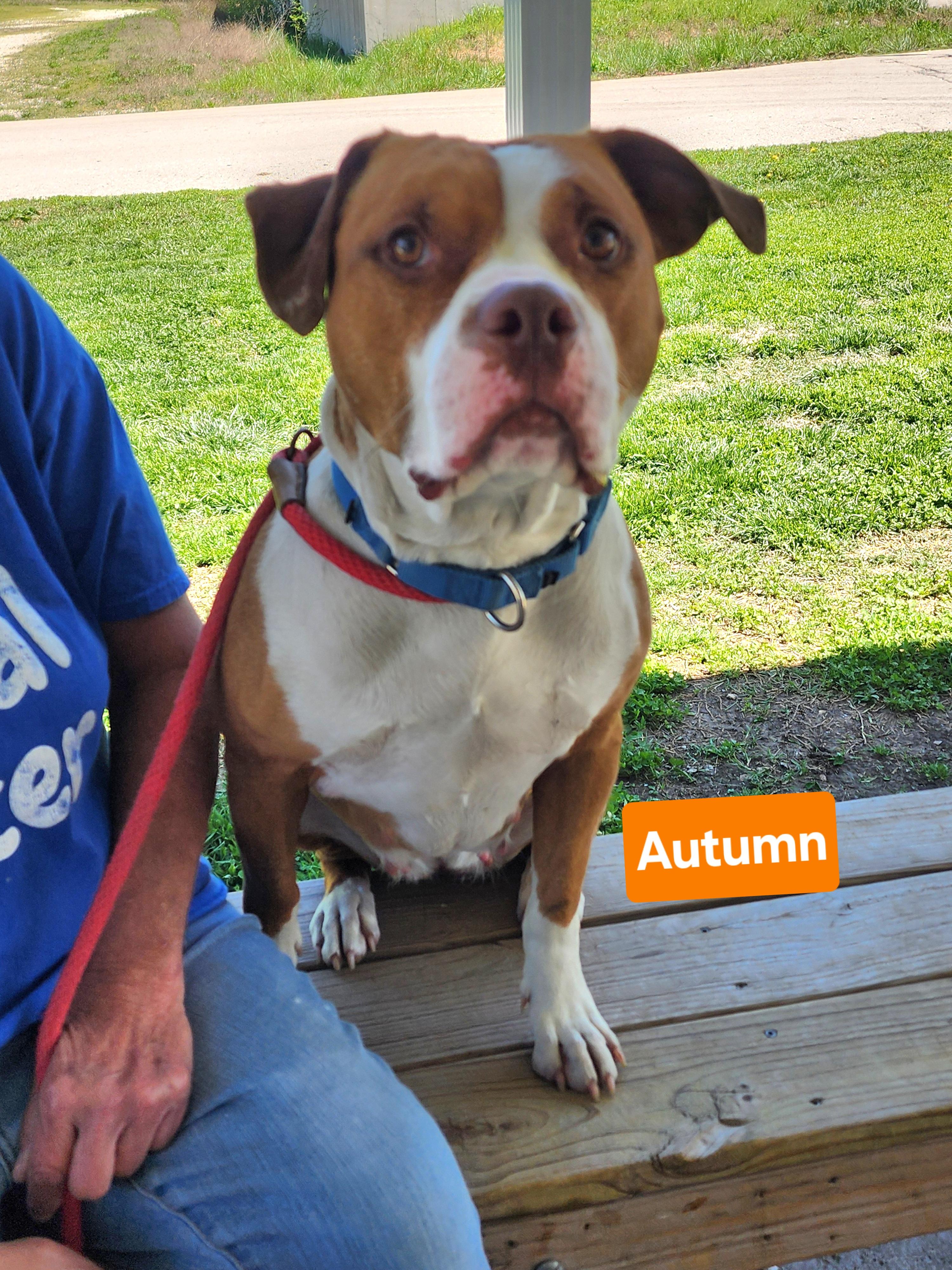 Autumn, a Adoptable mixed breed in Clinton, MO image 4/5