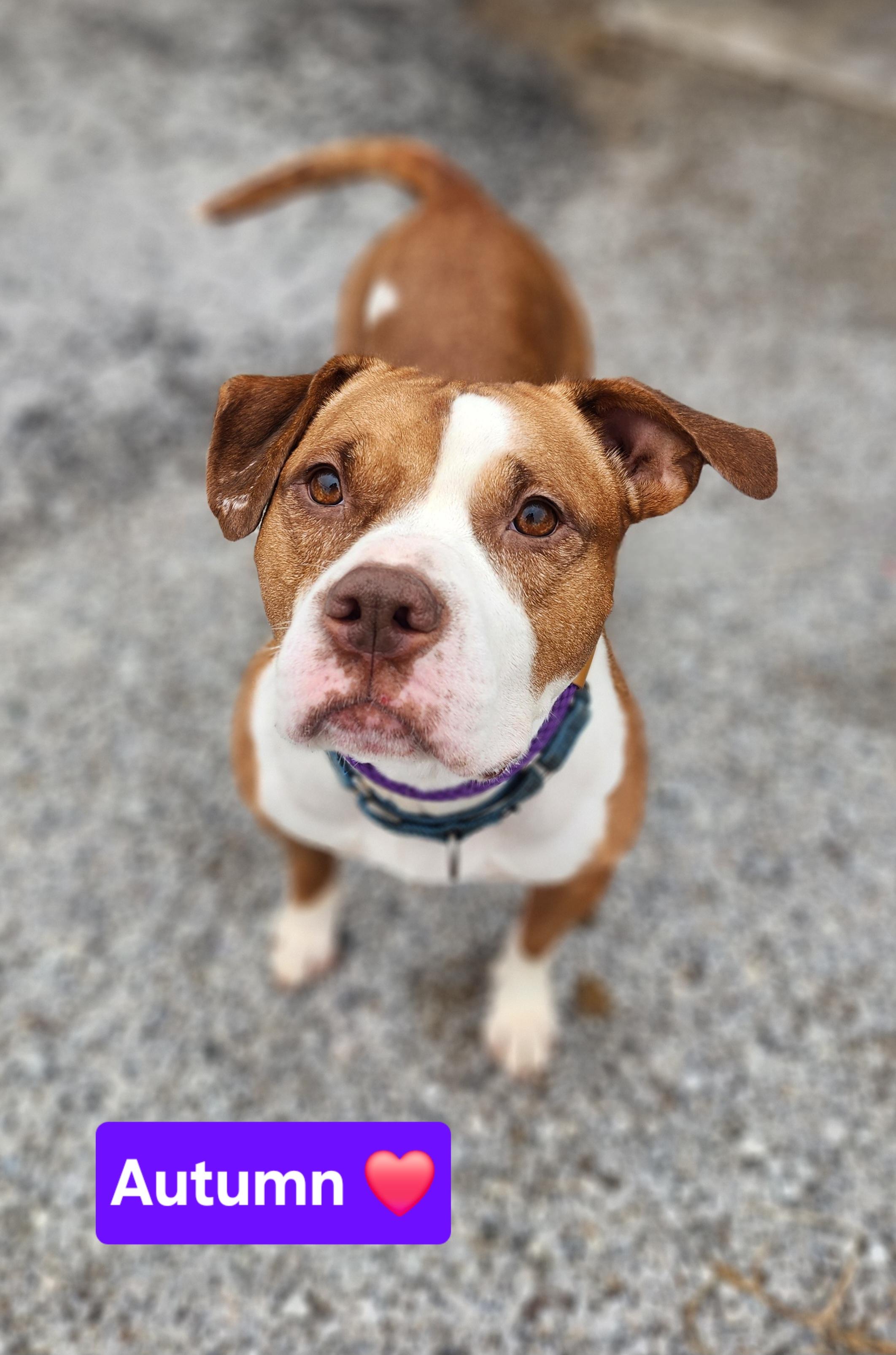 Autumn, a Adoptable mixed breed in Clinton, MO image 1/5