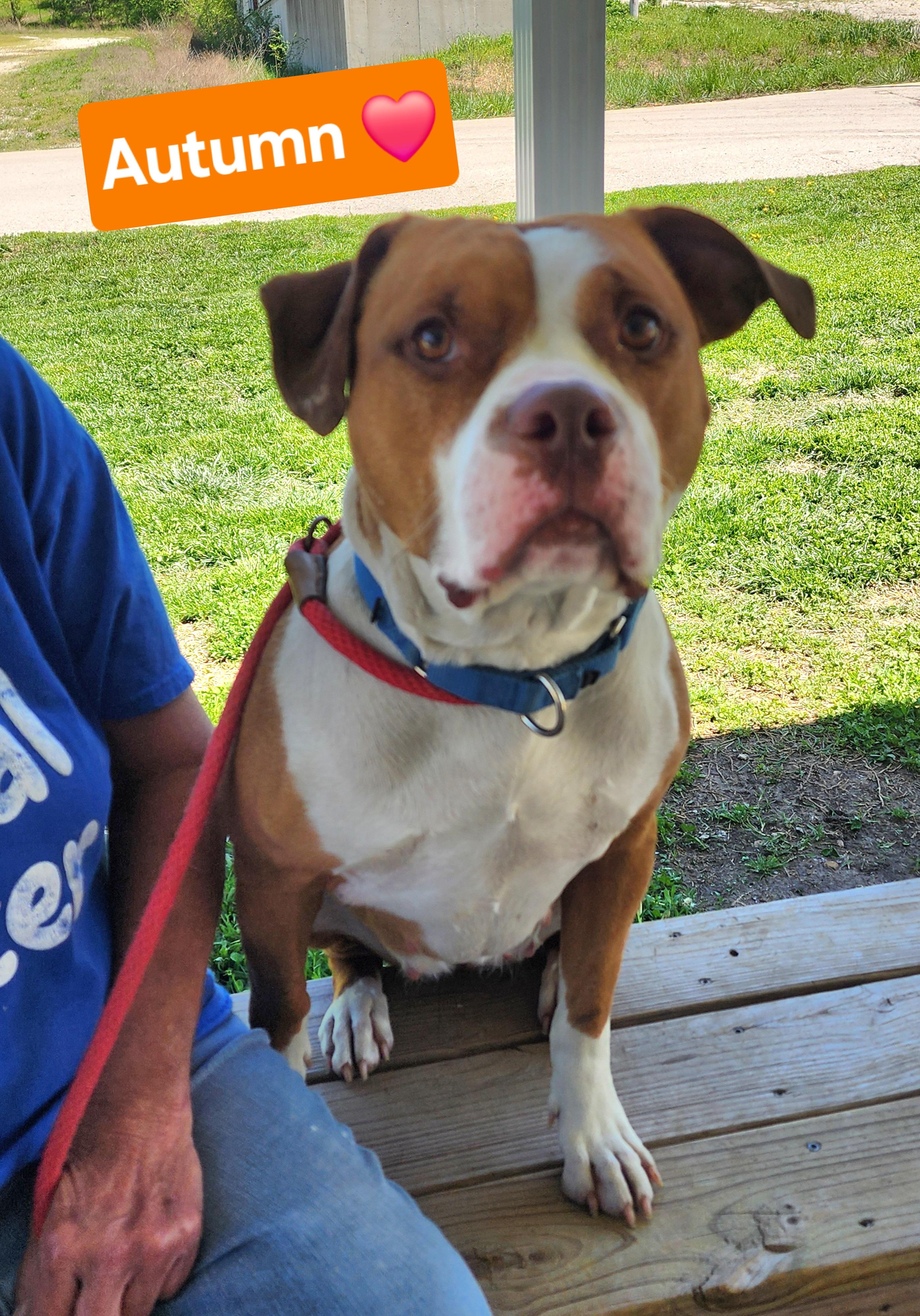 Autumn, a Adoptable mixed breed in Clinton, MO image 3/5