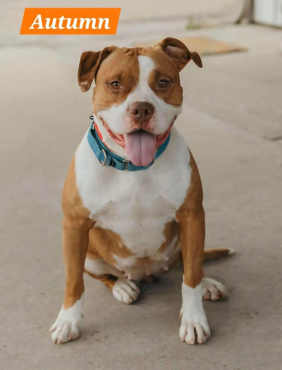 Autumn, Adoptable, Adult Female American Bulldog.