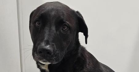 Stella McCartney, Adoptable, Adult Female Border Collie & Mixed Breed.