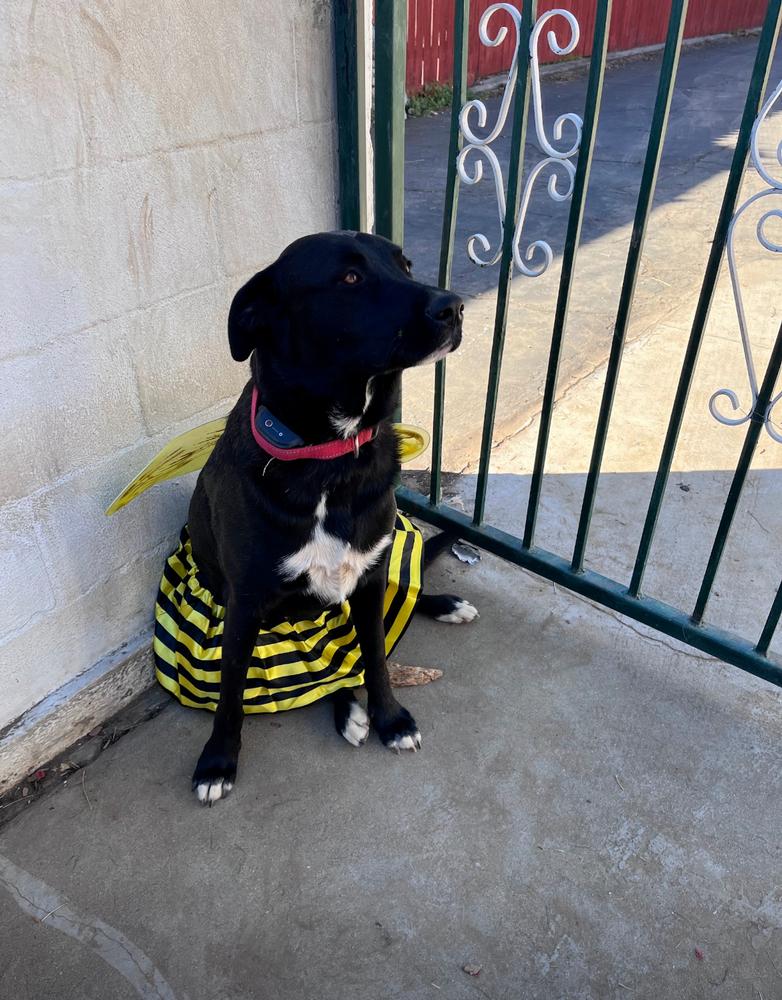 Enlarge Stella McCartney, a Adoptable mixed breed in Studio City, CA image 2/6