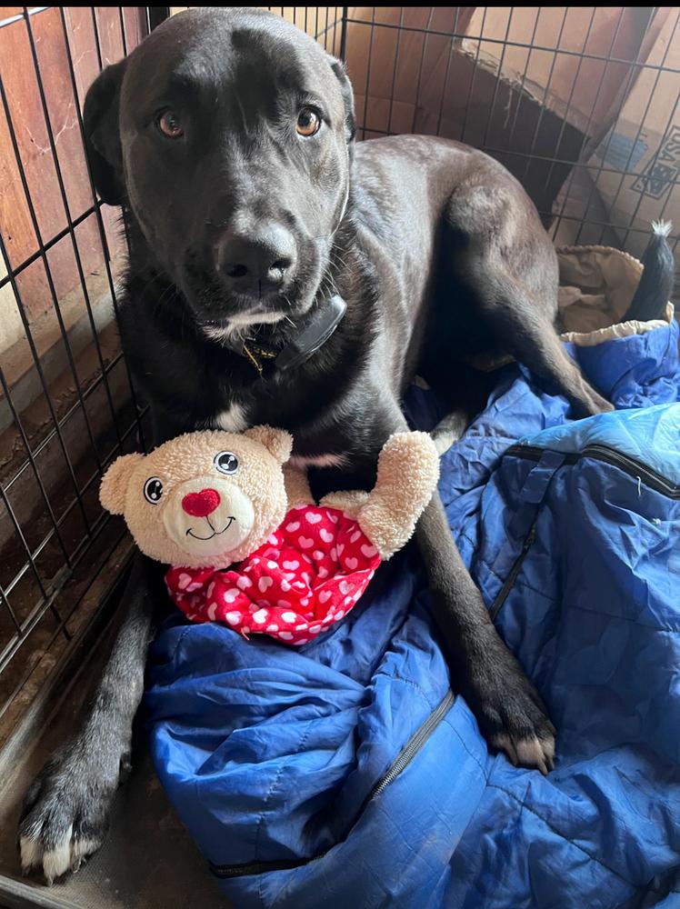 Enlarge Stella McCartney, a Adoptable mixed breed in Studio City, CA image 3/6