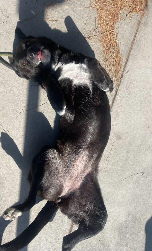 Stella McCartney, Adoptable, Adult Female Border Collie & Mixed Breed.