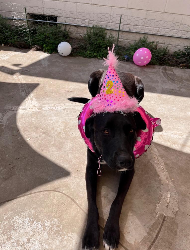 Enlarge Stella McCartney, a Adoptable mixed breed in Studio City, CA image 5/6