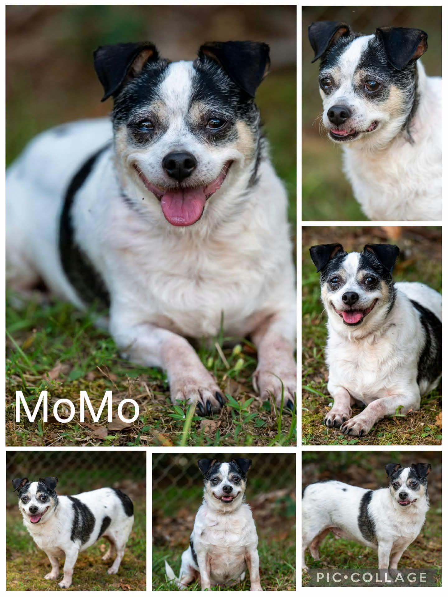 Momo, Adoptable, Senior Male Chihuahua.