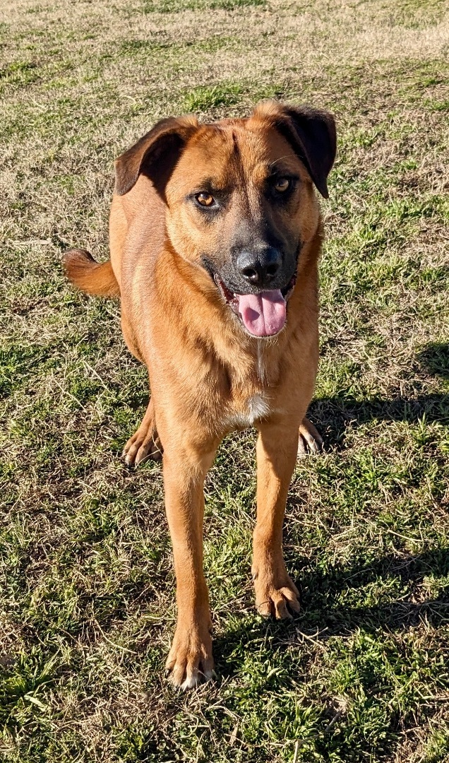 Malone, a Adoptable mixed breed in Manchester, NH image 1/6