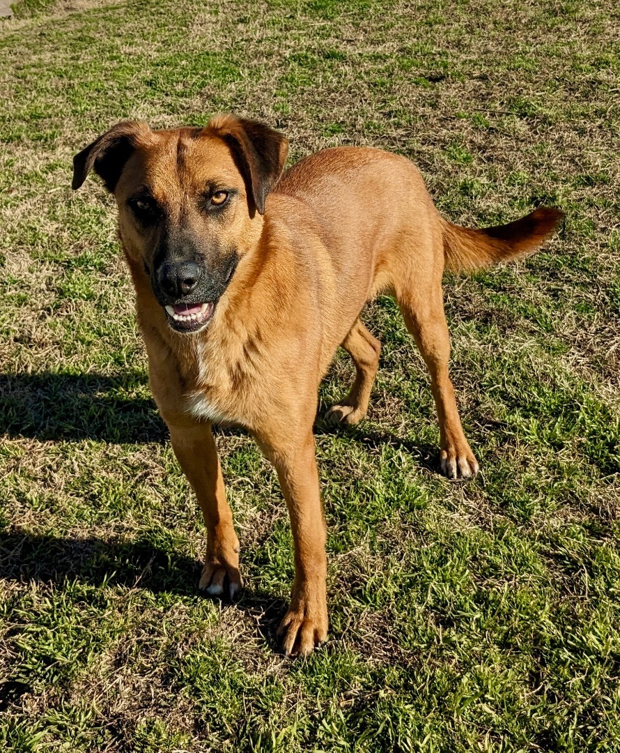 Malone, a Adoptable mixed breed in Manchester, NH image 3/6