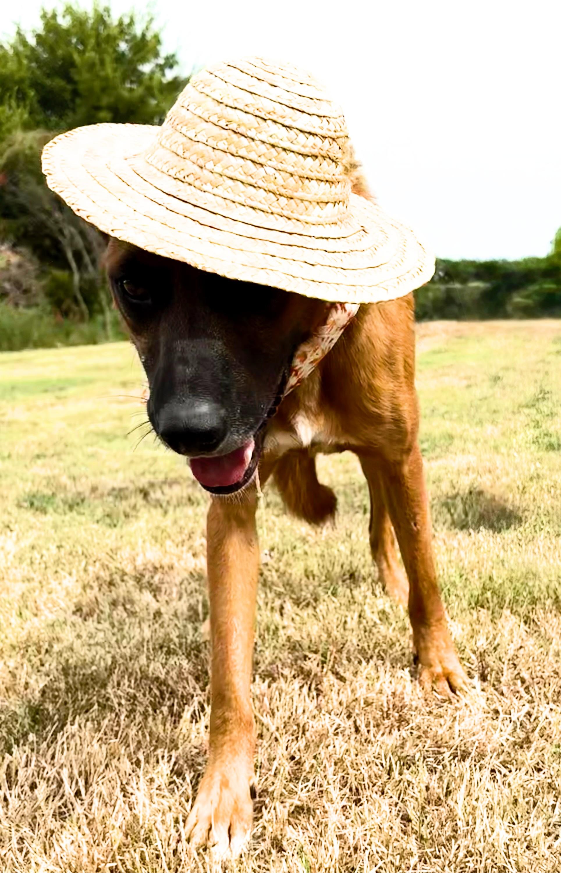 Malone, an adoptable Carolina Dog, Black Mouth Cur in Manchester, NH, 03105 | Photo Image 6