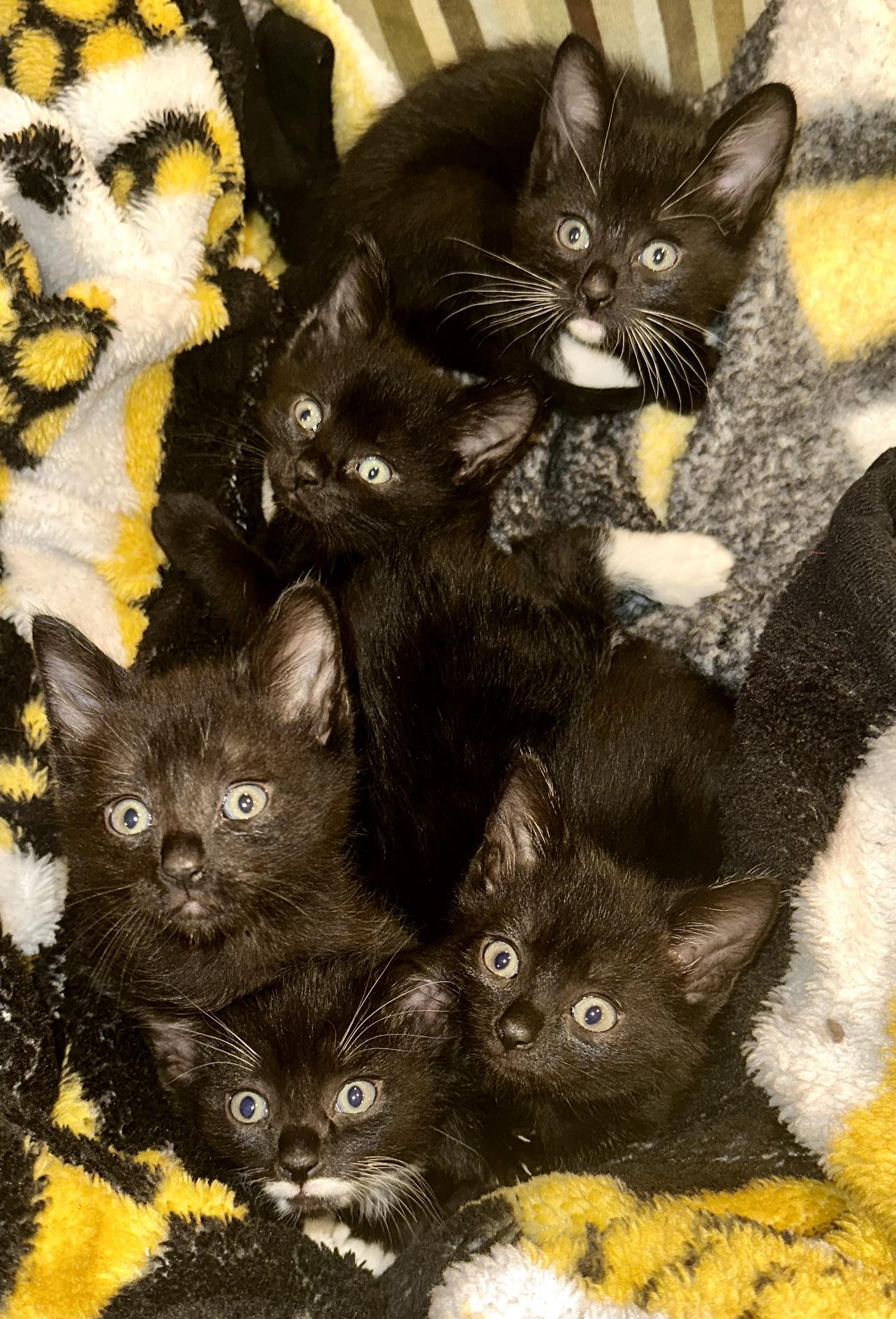 Bundle of kittens