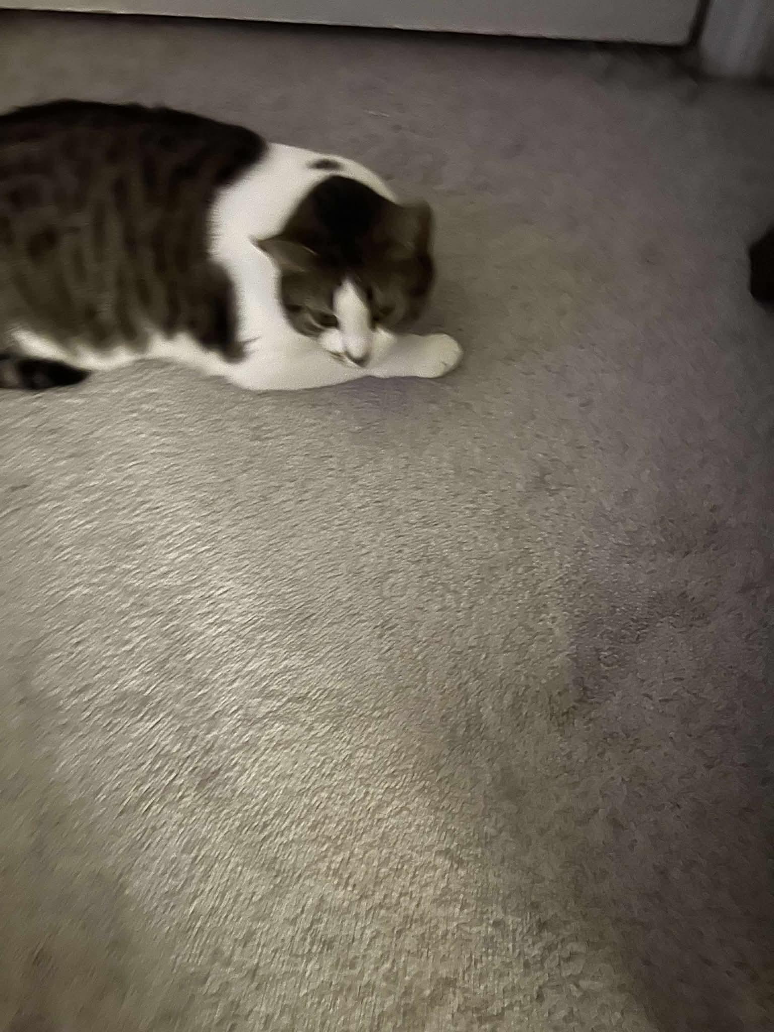 Biscuit, a Adoptable Domestic Short Hair in Sicklerville , NJ image 1/2