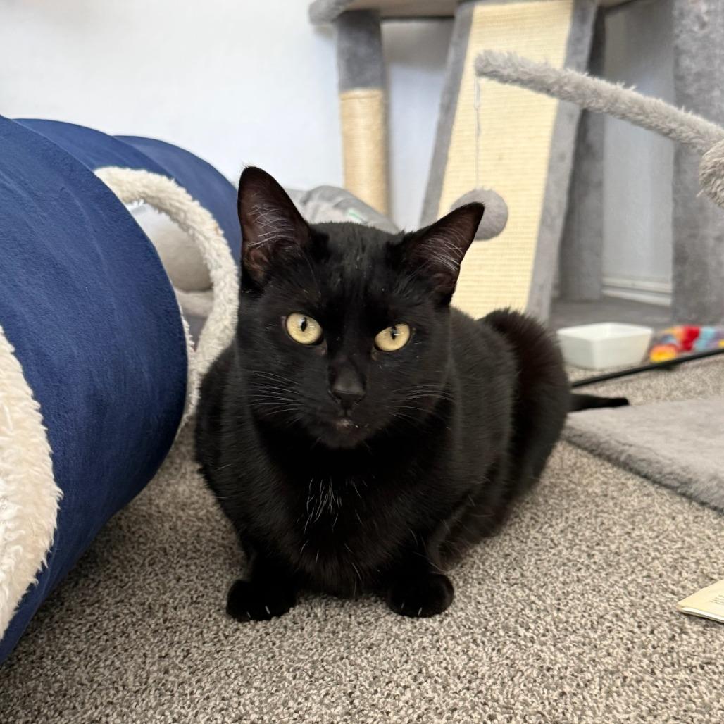 Enlarge Bean, a Adoptable Domestic Short Hair in Salt Lake City, UT image 1/6