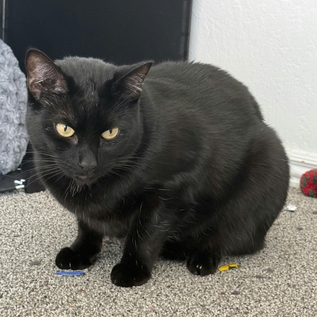 Enlarge Bean, a Adoptable Domestic Short Hair in Salt Lake City, UT image 4/6