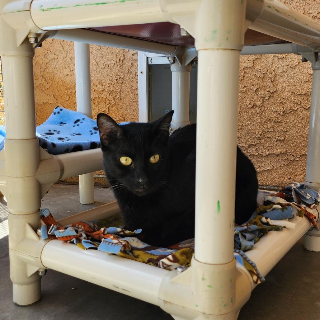 Enlarge Bean, a Adoptable Domestic Short Hair in Salt Lake City, UT image 5/6