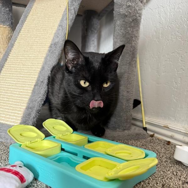 Enlarge Bean, a Adoptable Domestic Short Hair in Salt Lake City, UT image 5/6