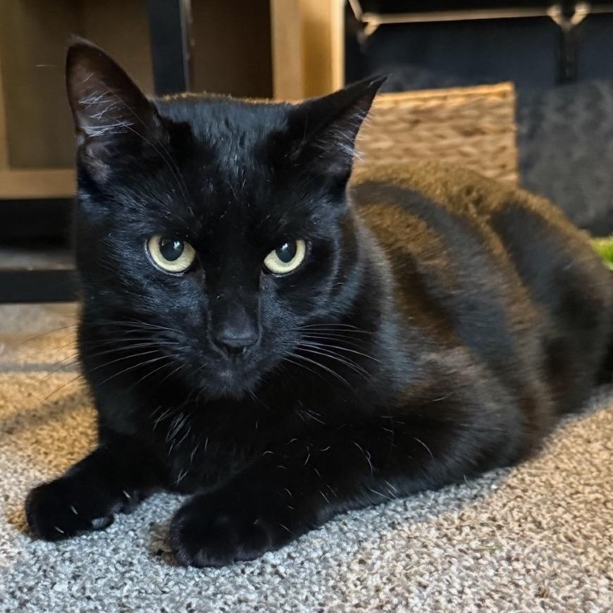 Enlarge Bean, a Adoptable Domestic Short Hair in Salt Lake City, UT image 6/6