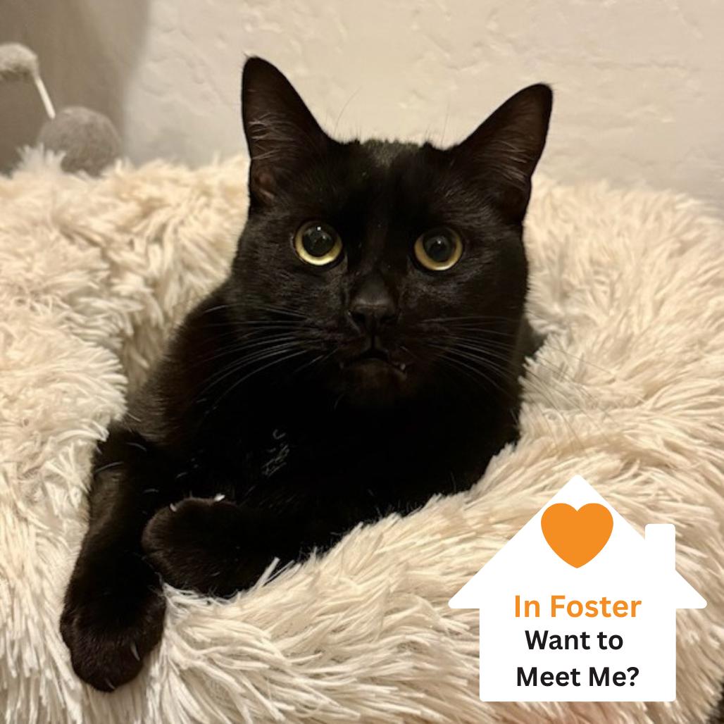 Enlarge Bean, a Adoptable Domestic Short Hair in Salt Lake City, UT image 6/6