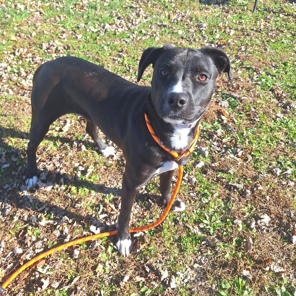 Blossom, Adoptable, Adult Female Mixed Breed.