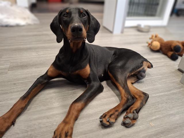 GOOFIE, Adoptable, Young Male Doberman Pinscher.