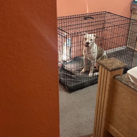 Leah, Adoptable, Adult Female Pit Bull Terrier.