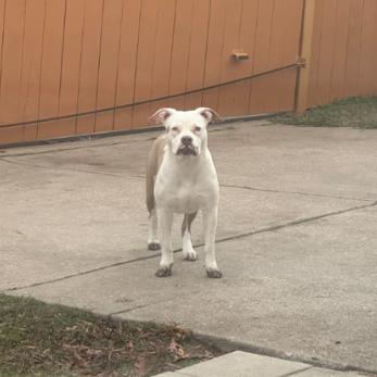 Enlarge Leah, a Adoptable Pit Bull Terrier in Dallas, TX image 2/6