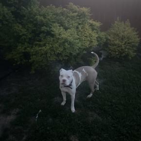 Enlarge Leah, a Adoptable Pit Bull Terrier in Dallas, TX image 3/6