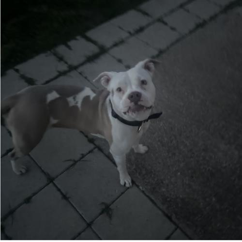 Enlarge Leah, a Adoptable Pit Bull Terrier in Dallas, TX image 4/6