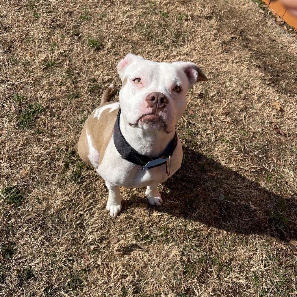 Enlarge Leah, a Adoptable Pit Bull Terrier in Dallas, TX image 5/6