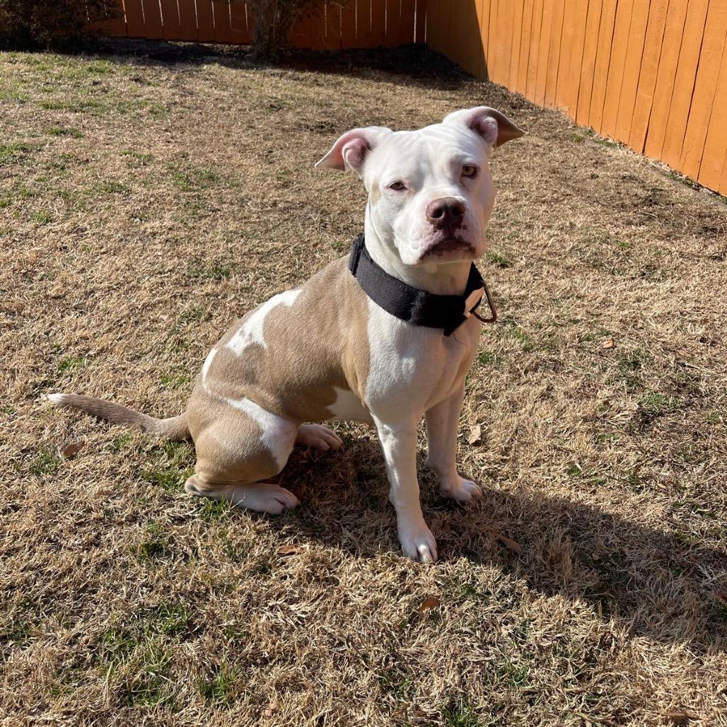 Enlarge Leah, a Adoptable Pit Bull Terrier in Dallas, TX image 6/6