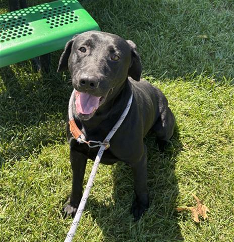 DOUGLAS, Adoptable, Adult Male Labrador Retriever.