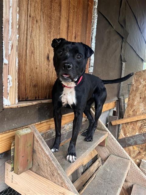 CECE, Adoptable, Adult Female Pit Bull Terrier & Labrador Retriever.
